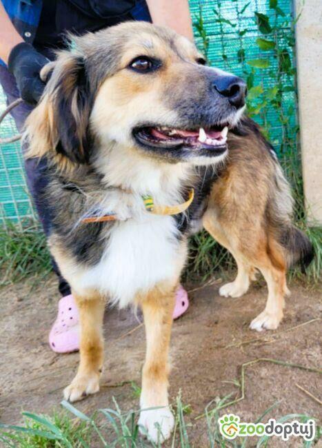 LIZAK - piękny psiak za kratami, ADOPTUJ