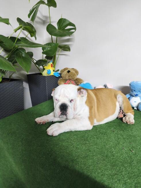 Buldog Angielski ZKwP FCI