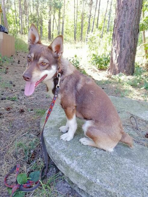 CZARUŚ młody wesoły piesek poleca się do adopcji