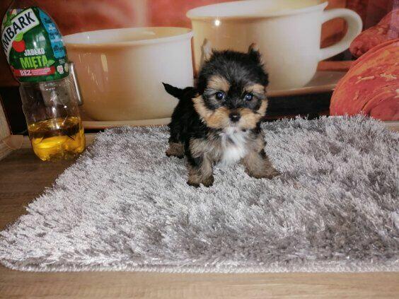 Yorkshire terrier