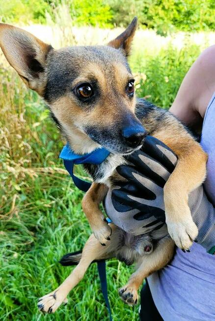 TOSIA I TOSIEK - pilnie szukają nowego domu