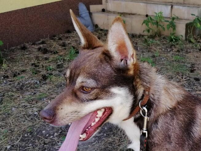 CZARUŚ młody wesoły piesek poleca się do adopcji