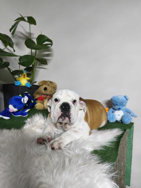 Buldog Angielski ZKwP FCI