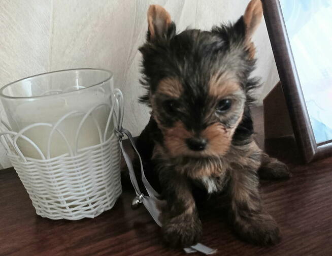 Yorkshire terrier