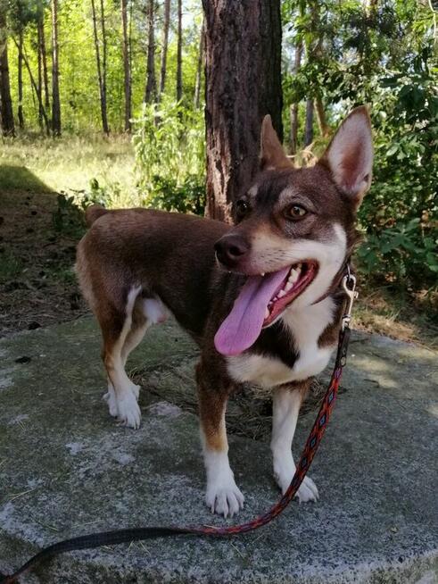 CZARUŚ młody wesoły piesek poleca się do adopcji