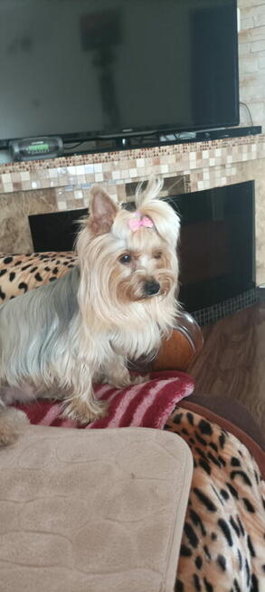 Yorkshire terrier