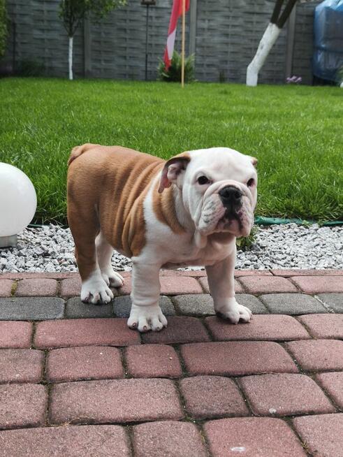 Buldog Angielski ZKwP FCI