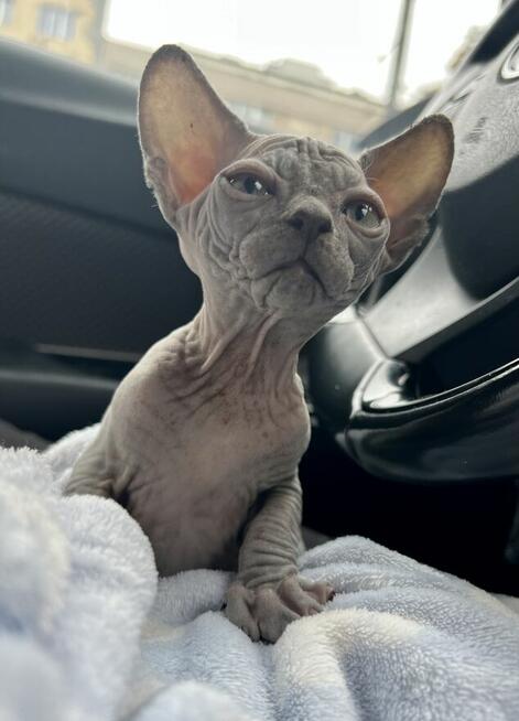 Miziaste 2 Niebieskie, kocurek i 3 Czarne panny szuka Ciebie