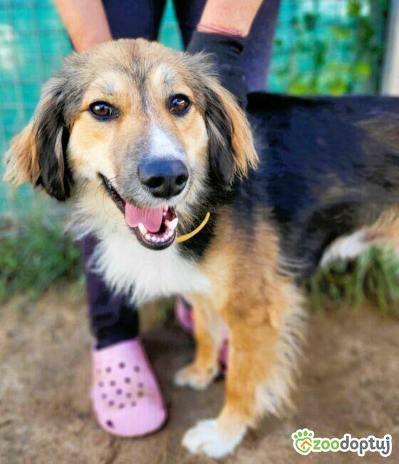 LIZAK - piękny psiak za kratami, ADOPTUJ