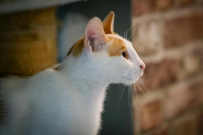 Maki, młody, rozbrykany kot szuka domu