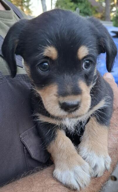 Oddam za darmo szczeniaka kundelka