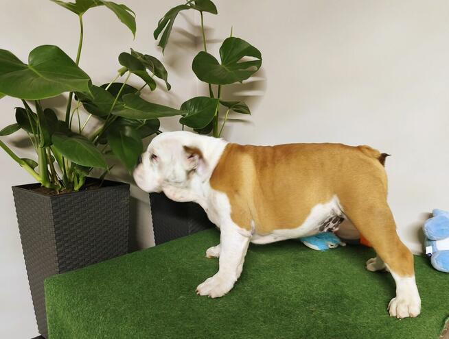 Buldog Angielski ZKwP FCI