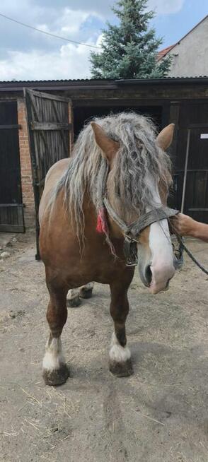 Zapraszam klacze na stanówkę