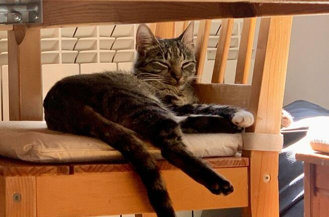 1,5 roczna kotka szuka domu