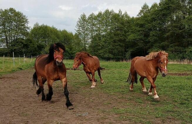 Sprzedam KONIE Zimnokrwiste