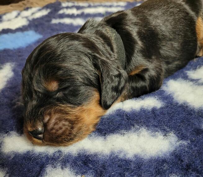 Seter szkocki gordon szczenięta