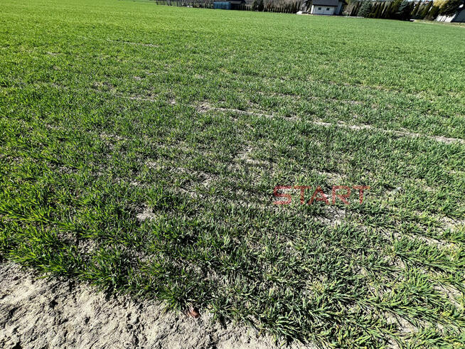 Działka budowlana Korabiewice gm. Puszcza Mariańska,