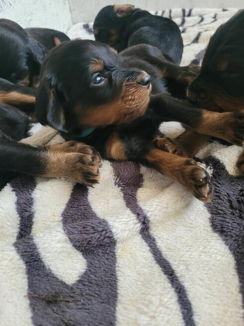 Seter szkocki gordon szczenięta