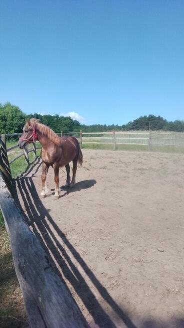 Sprzedam zrebice zimnokwista