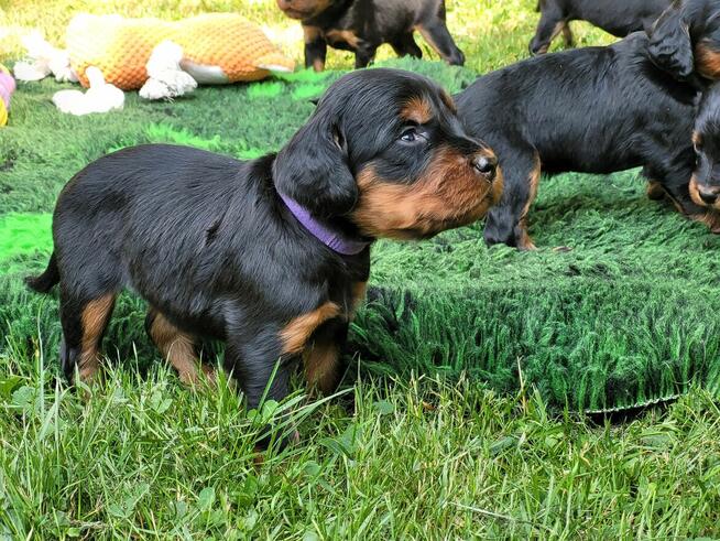 Seter szkocki gordon szczenięta