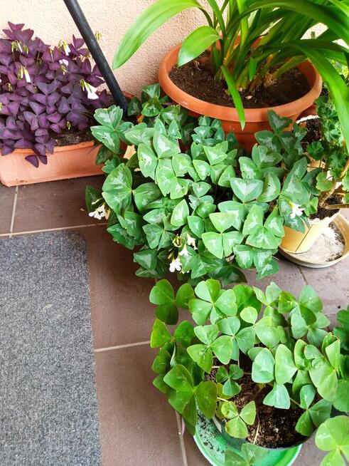 Skrętniki -piękne kwiaty