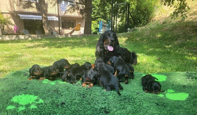 Seter szkocki gordon szczenięta