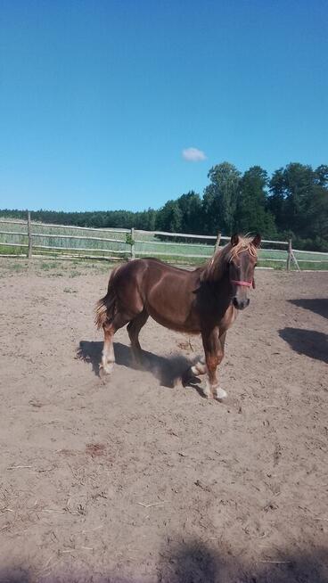 Sprzedam zrebice zimnokwista