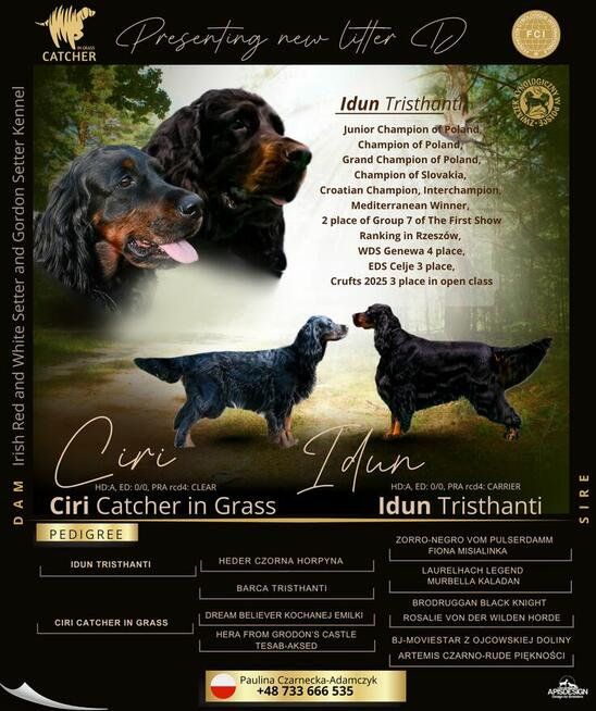 Seter szkocki gordon szczenięta