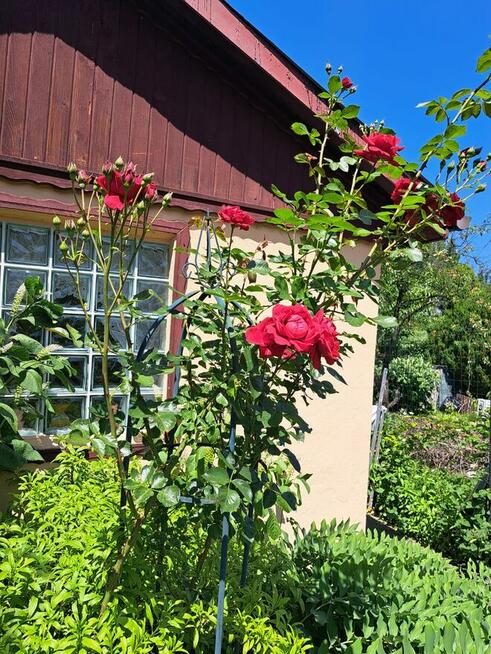 Działka rekreacyjna ROD Radość Semafor Zabrze