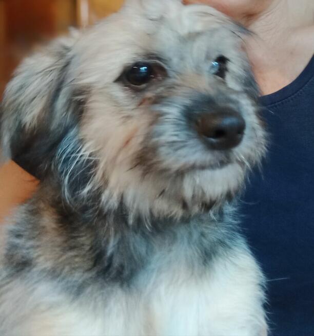 Piesek do adopcji