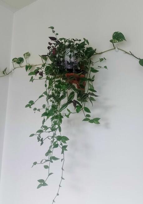 Sprzedam Trzykrotkę Sosnowiec