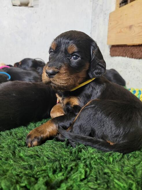 Seter szkocki gordon szczenięta