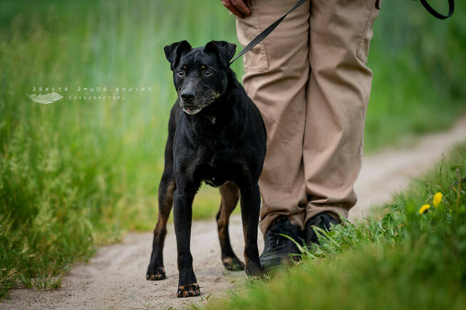 Kuba - spokojny, zrównoważony psiak szuka domu!