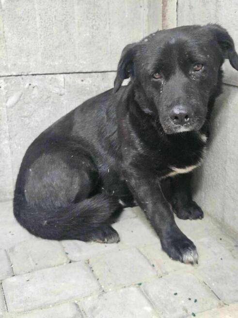 Guzik szuka domu schronisko Zgierz-aktualne