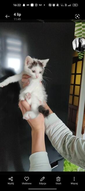 Pilne! Kotki szukają kochającego i ciepłego domu