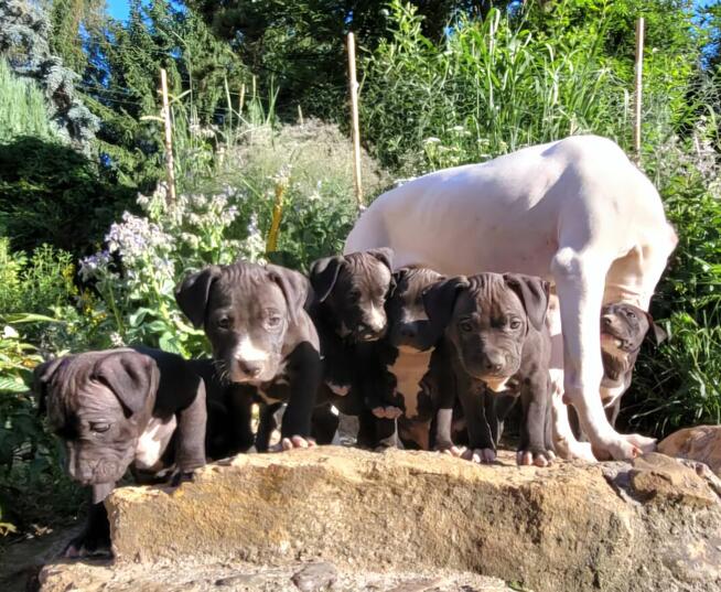 Szczenięta Amerykańskiego Pitbull Teriera