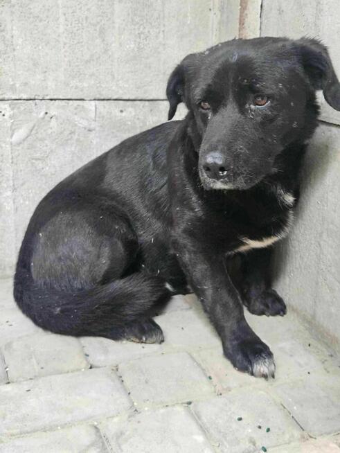 Guzik szuka domu schronisko Zgierz-aktualne