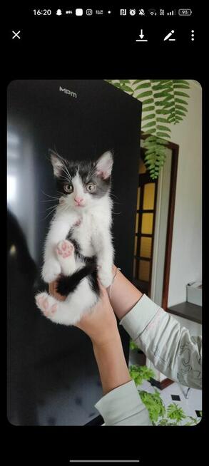 Pilne! Kotki szukają kochającego i ciepłego domu