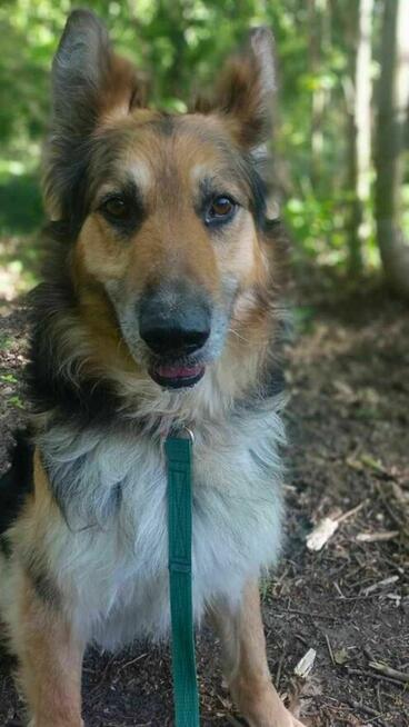 owczarek mix Pezet szuka domu schronisko Zgierz -aktualne