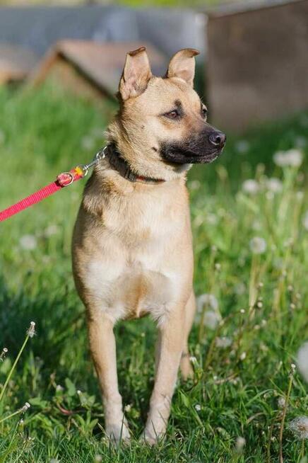 Stasia szuka domu schronisko Zgierz -aktualne