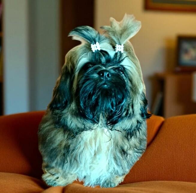 Shih tzu piękny piesek