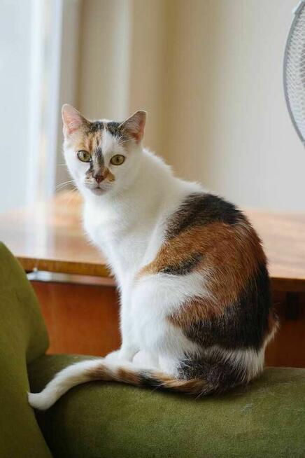 kotki szukają domów schronisko Zgierz-aktualne