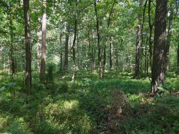 Nieruchomość niezabudowana od Syndyka - Rzymy-Rzymki