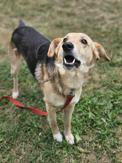 Nerkowiec szuka domu schronisko -Zgierz -aktualne