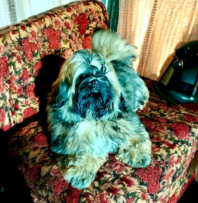 Shih tzu piękny piesek