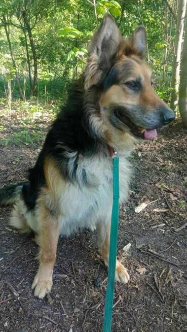 owczarek mix Pezet szuka domu schronisko Zgierz -aktualne