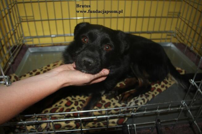 Brutus