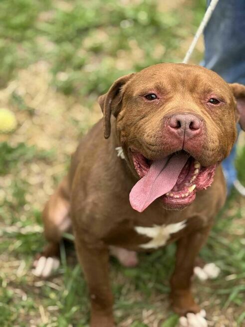 Pit Bull Red Nose chłopiec - -schronisko Zgierz aktualne