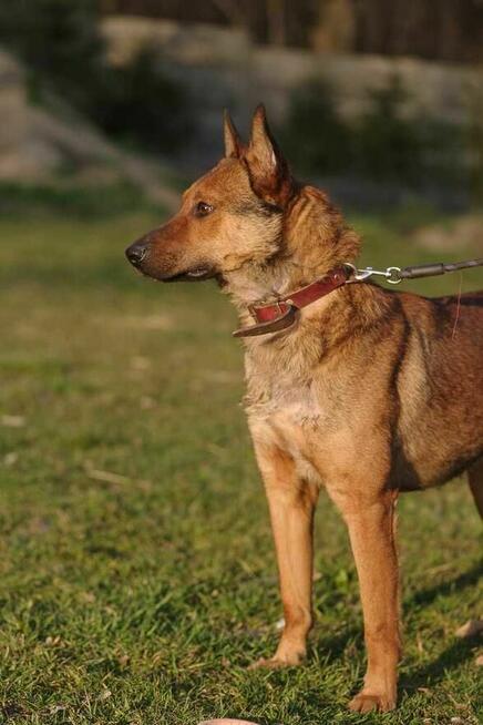 owczarek Belgijski mix szuka domu schronisko Zgierz Aktualne