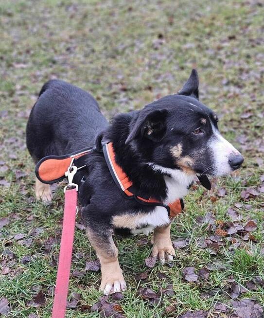 Cwaniak szuka domu schronisko Zgierz-aktualne